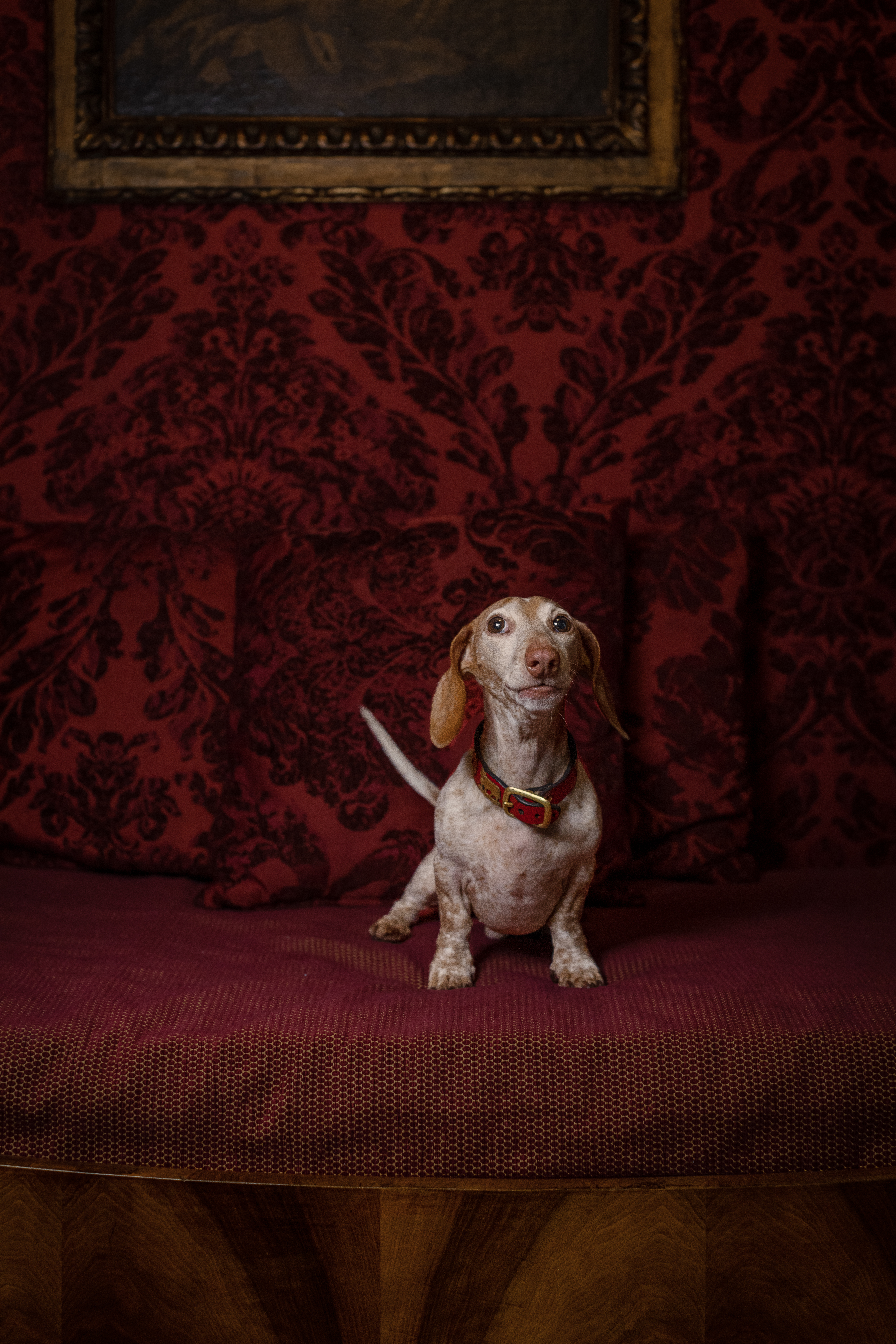 Phadrianaforconi H A ( )