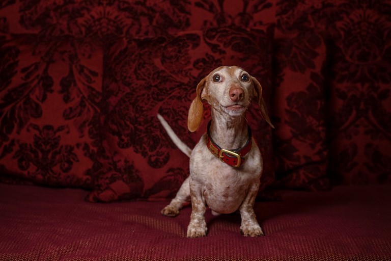 Phadrianaforconi H A ( )