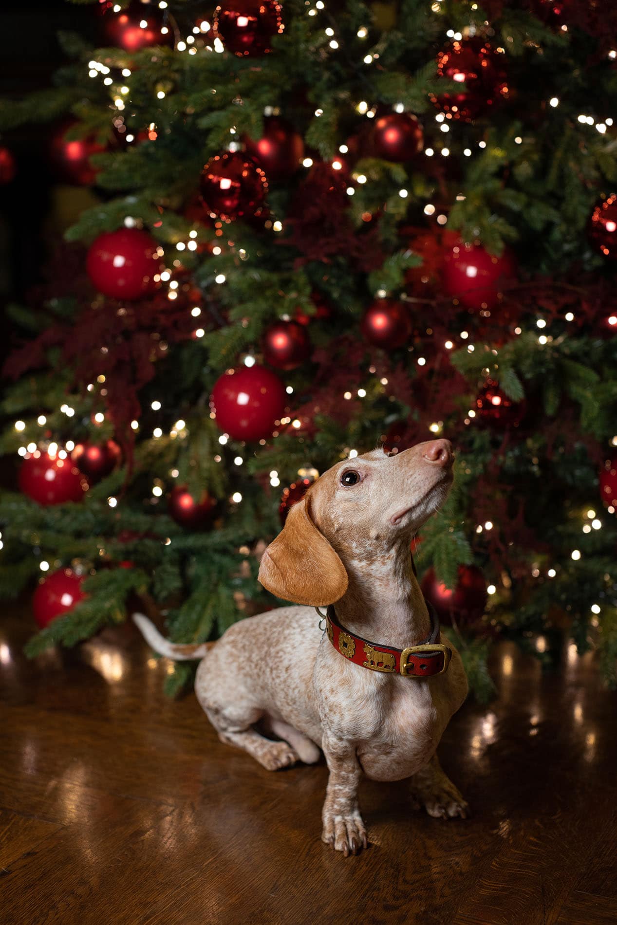 Hotel Locarno Roma NATALE Hotel Locarno Roma Phadrianaforconi 1H7A7064 GD